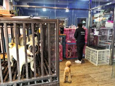 北京春節寵物寄養一籠難求，預約上門服務頻現斷糧問題